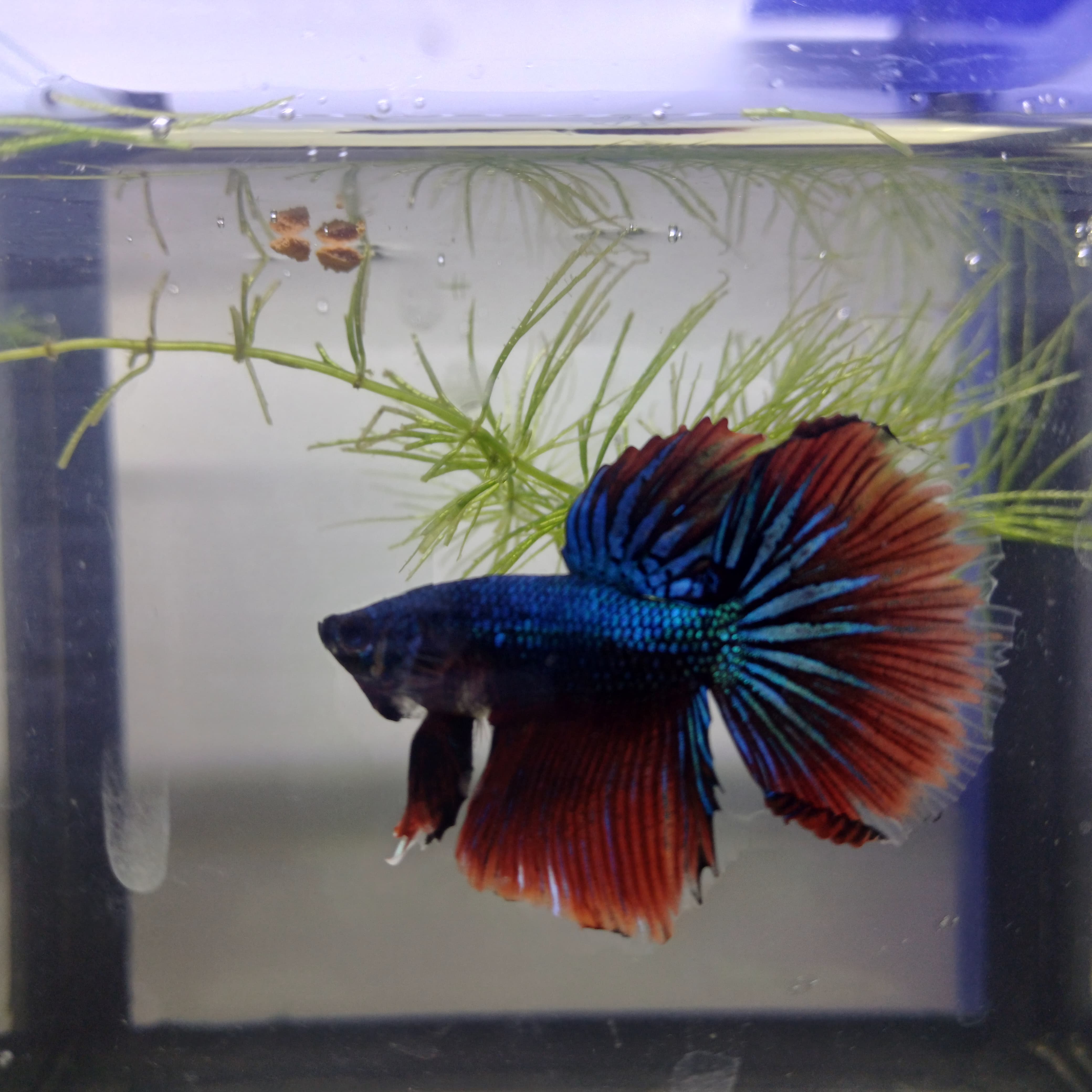 Betta-Halfmoon #1