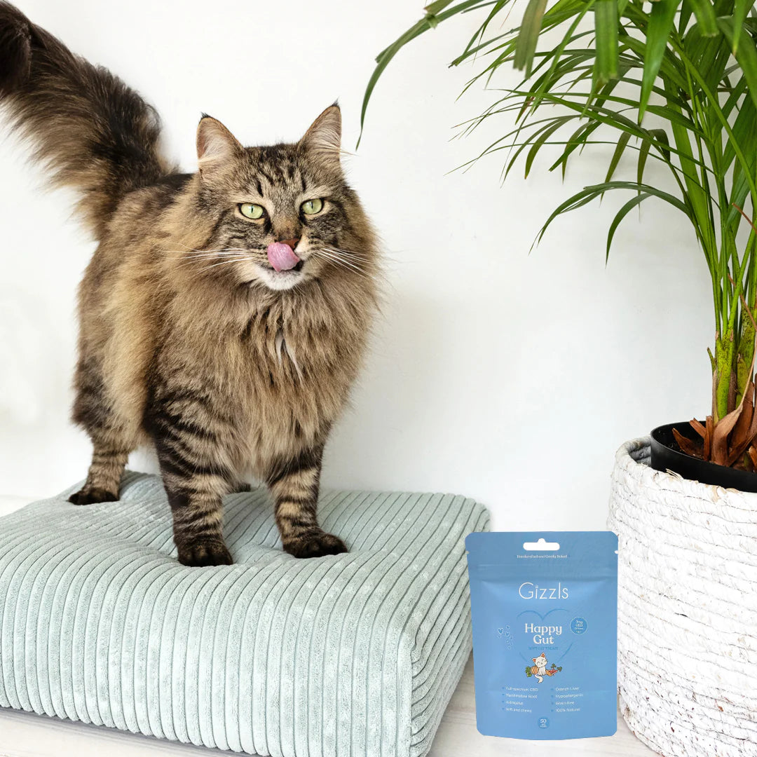 Gizzls Cat Happy Gut Soft CBD Treats