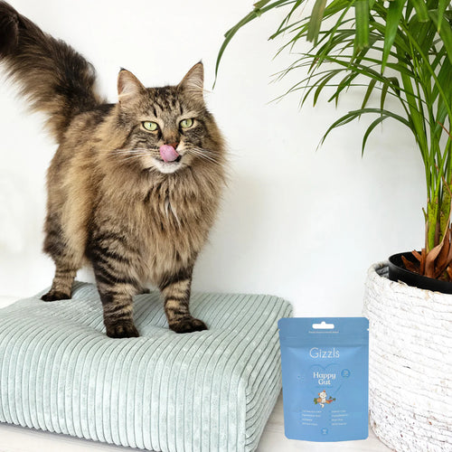 Gizzls Cat Happy Gut Soft CBD Treats