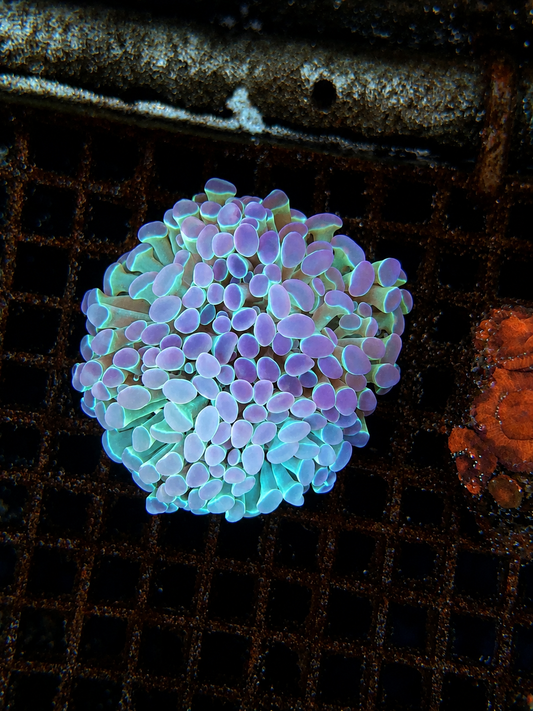 Hologram Hammer