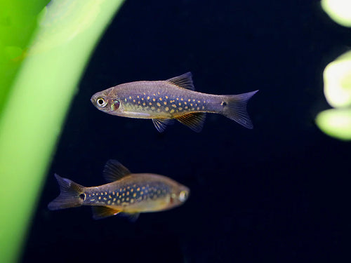 Rasbora-Celestial Emerald