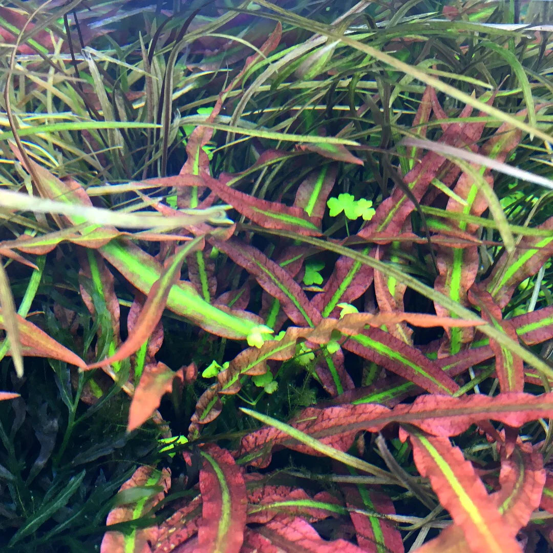 ADA - Cryptocoryne Spiralis 'tiger'