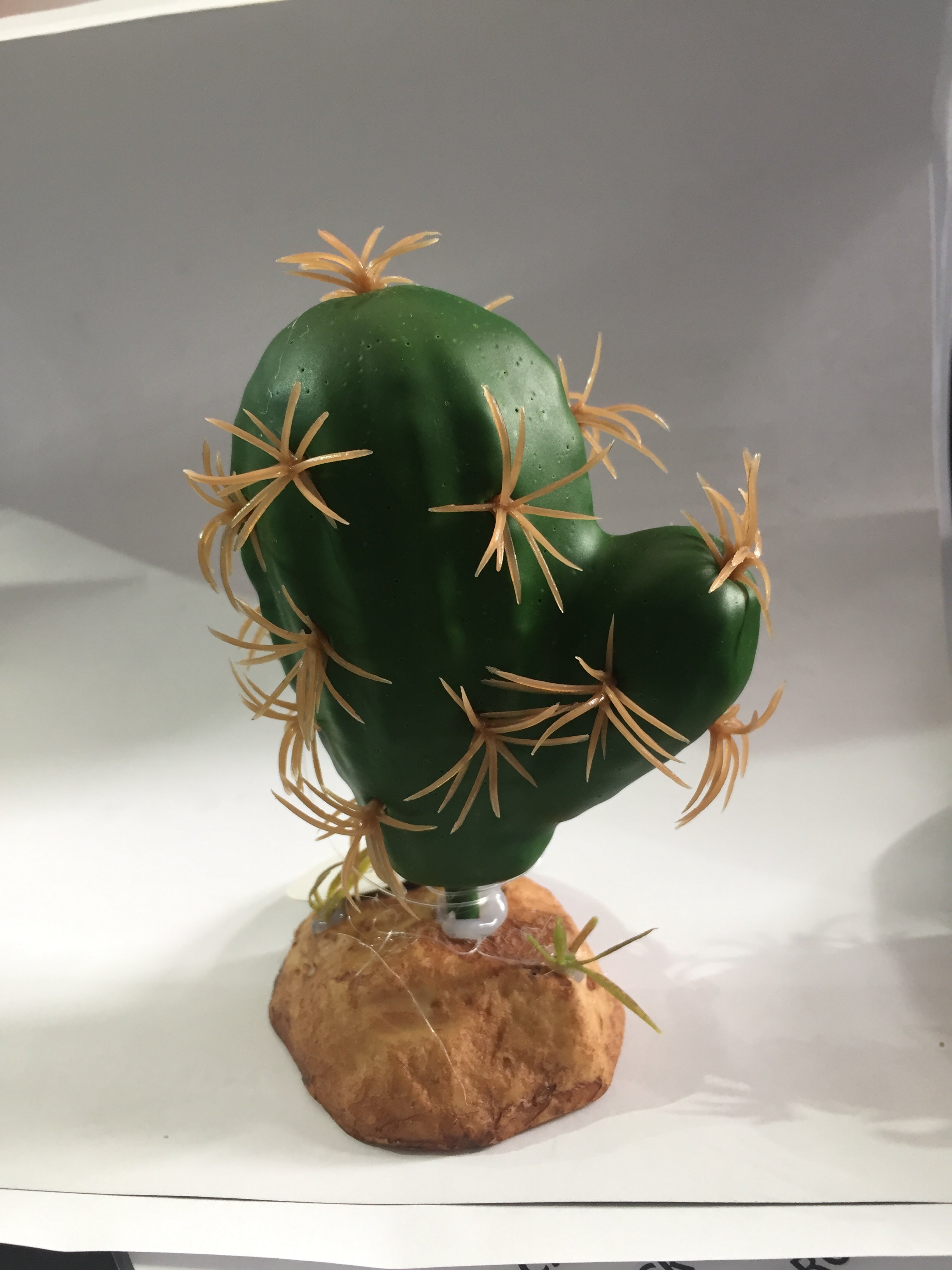 Cactus Plant - QM31