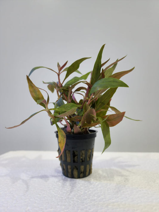 Alternanthera - Local