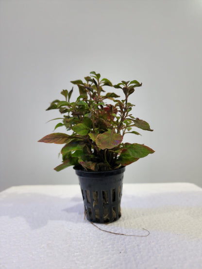 Alternanthera - Local