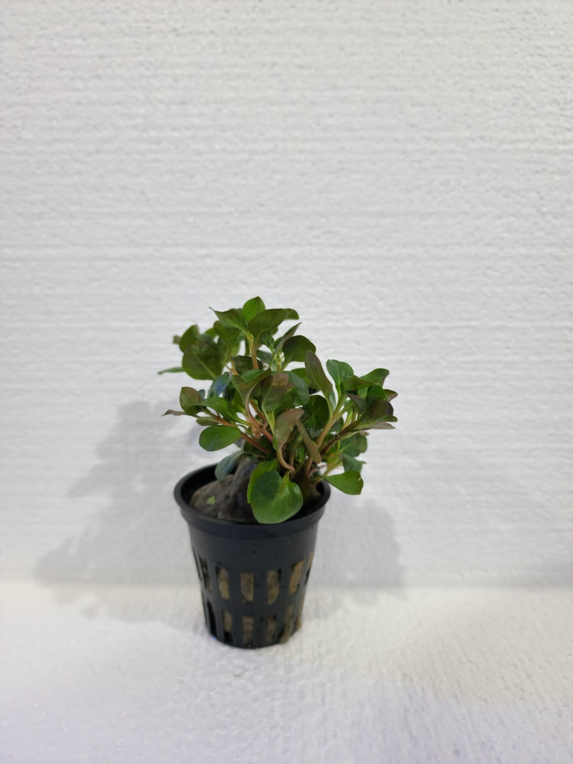 Ludwigia - Local