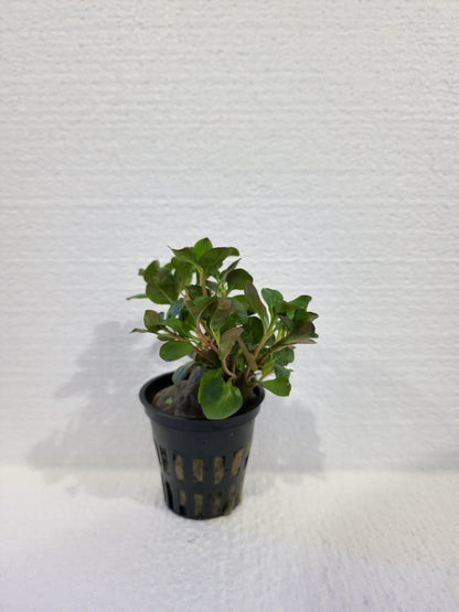 Ludwigia - Local
