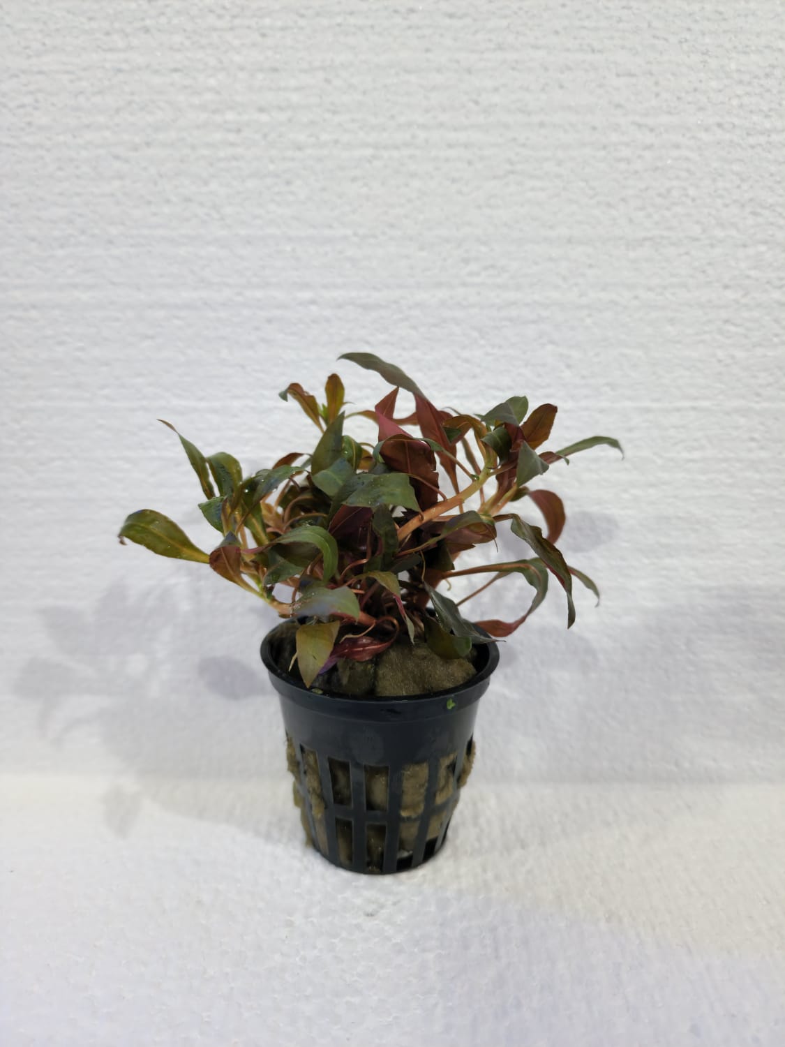 Ludwigia - Local