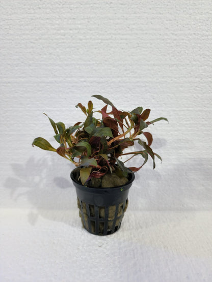 Ludwigia - Local