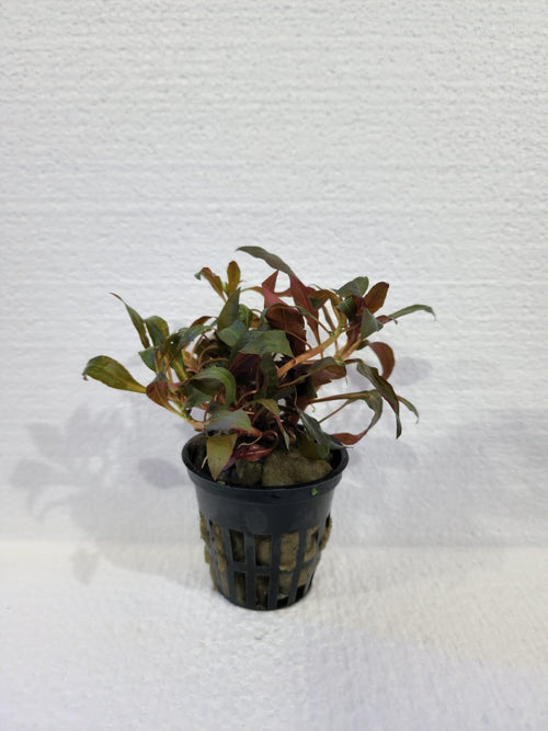 Ludwigia - Local