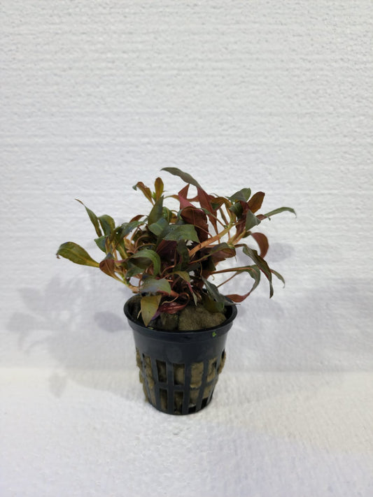 Ludwigia - Local