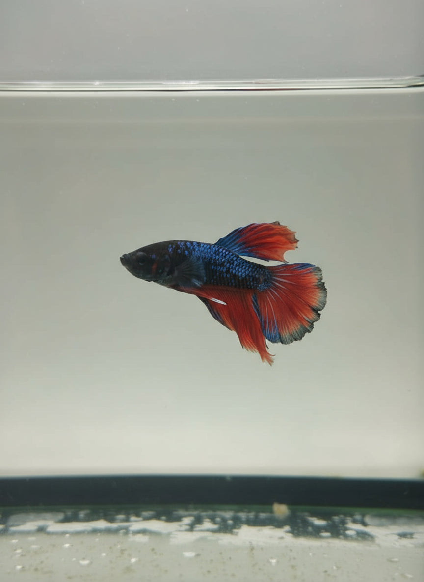 Betta-Halfmoon 7