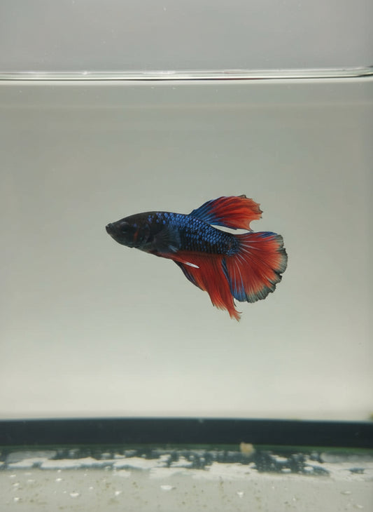 Betta-Halfmoon 7