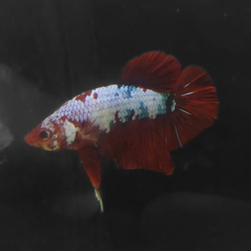 Betta-Candy