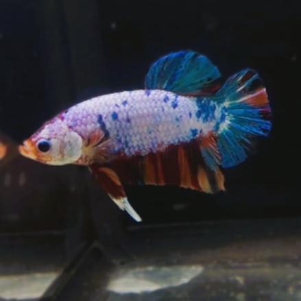 Betta-Candy
