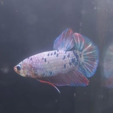Betta-Candy