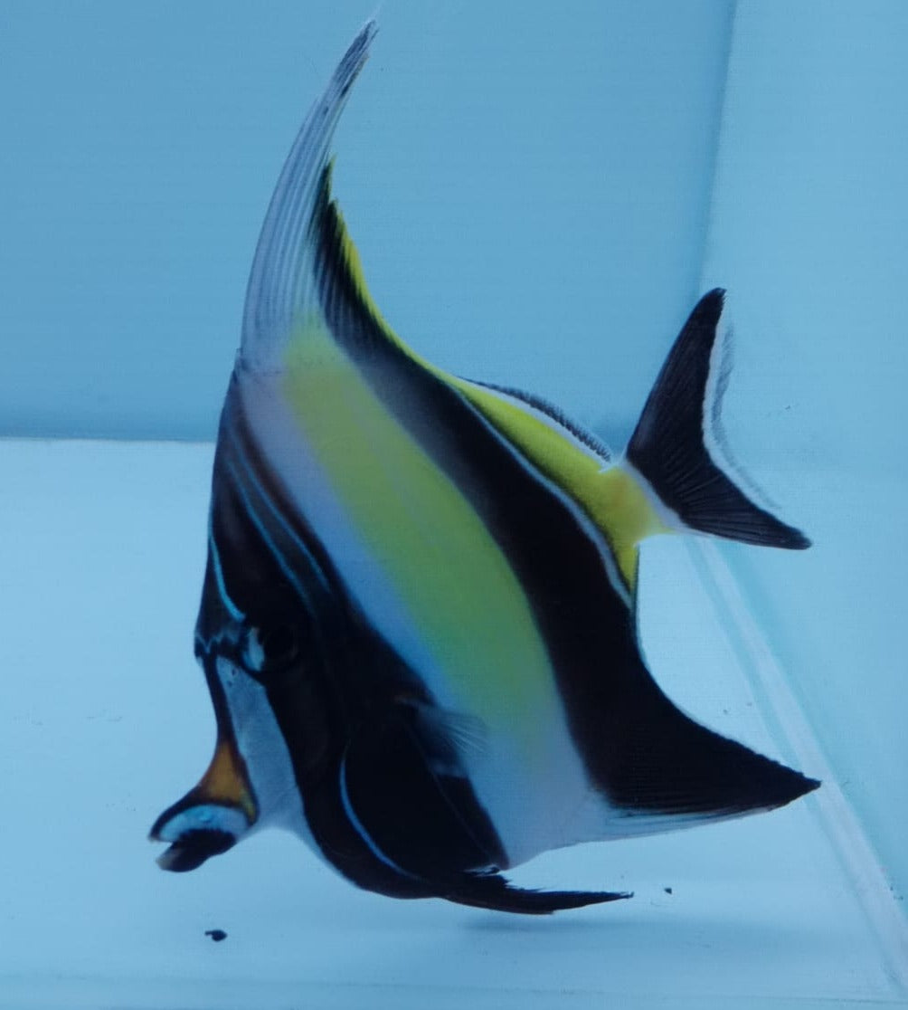 Moorish Idol