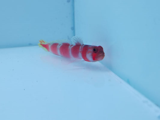 Sunburst Goby