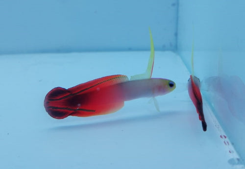 Fire Goby