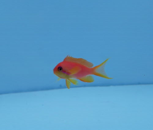 Goldie (Lyretail Anthias) 5-7cm