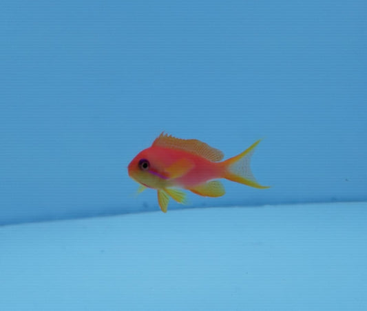 Goldie (Lyretail Anthias) 5-7cm