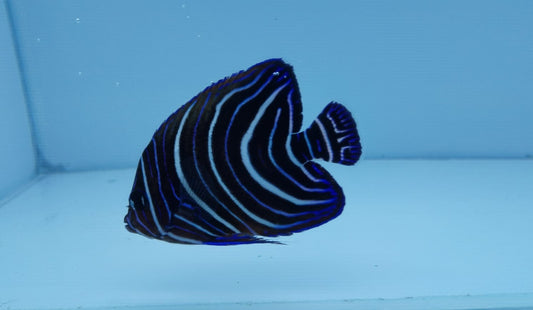 Koran Angelfish