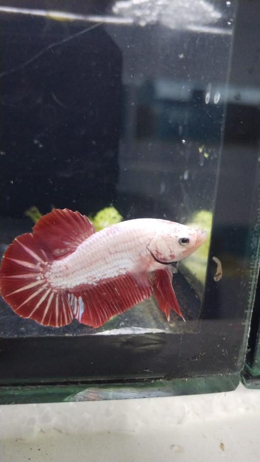 betta-Red Dragon #2