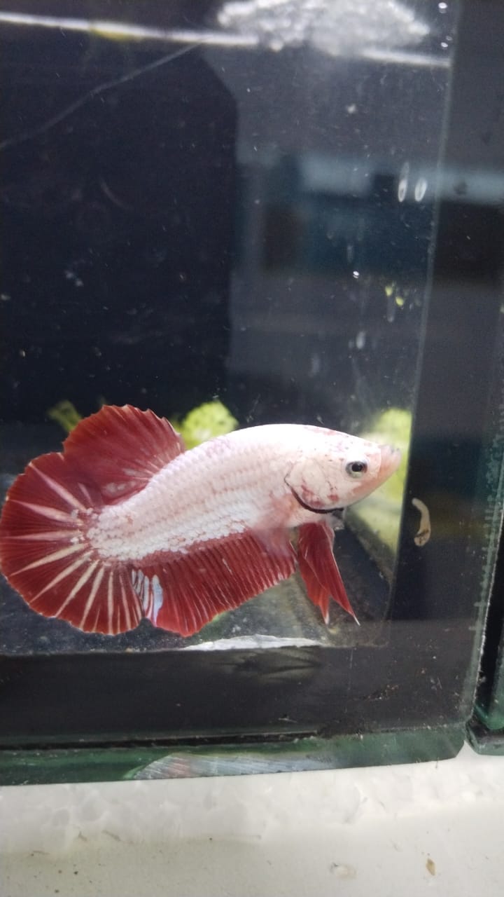 betta-Red Dragon #2