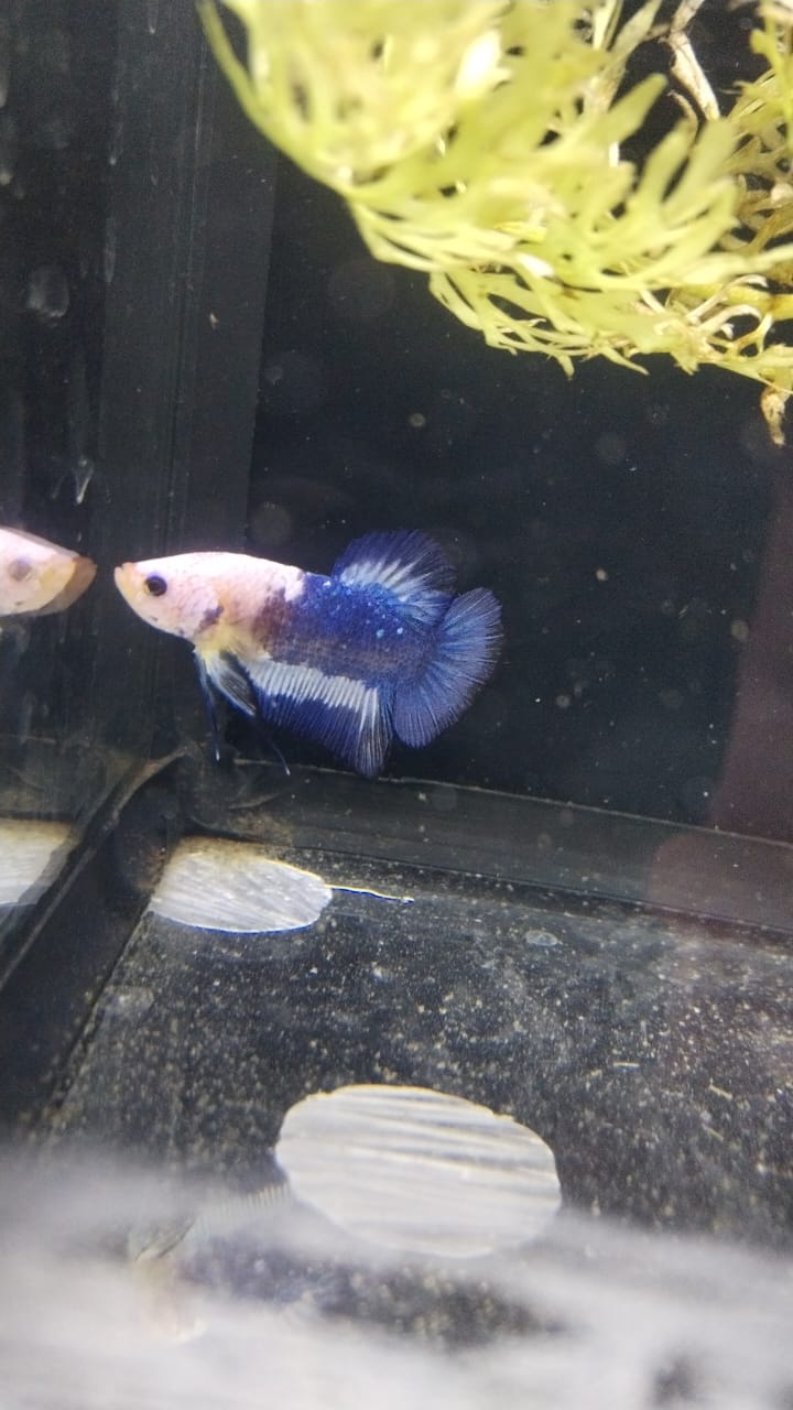 Betta-Marble Koi Plakat