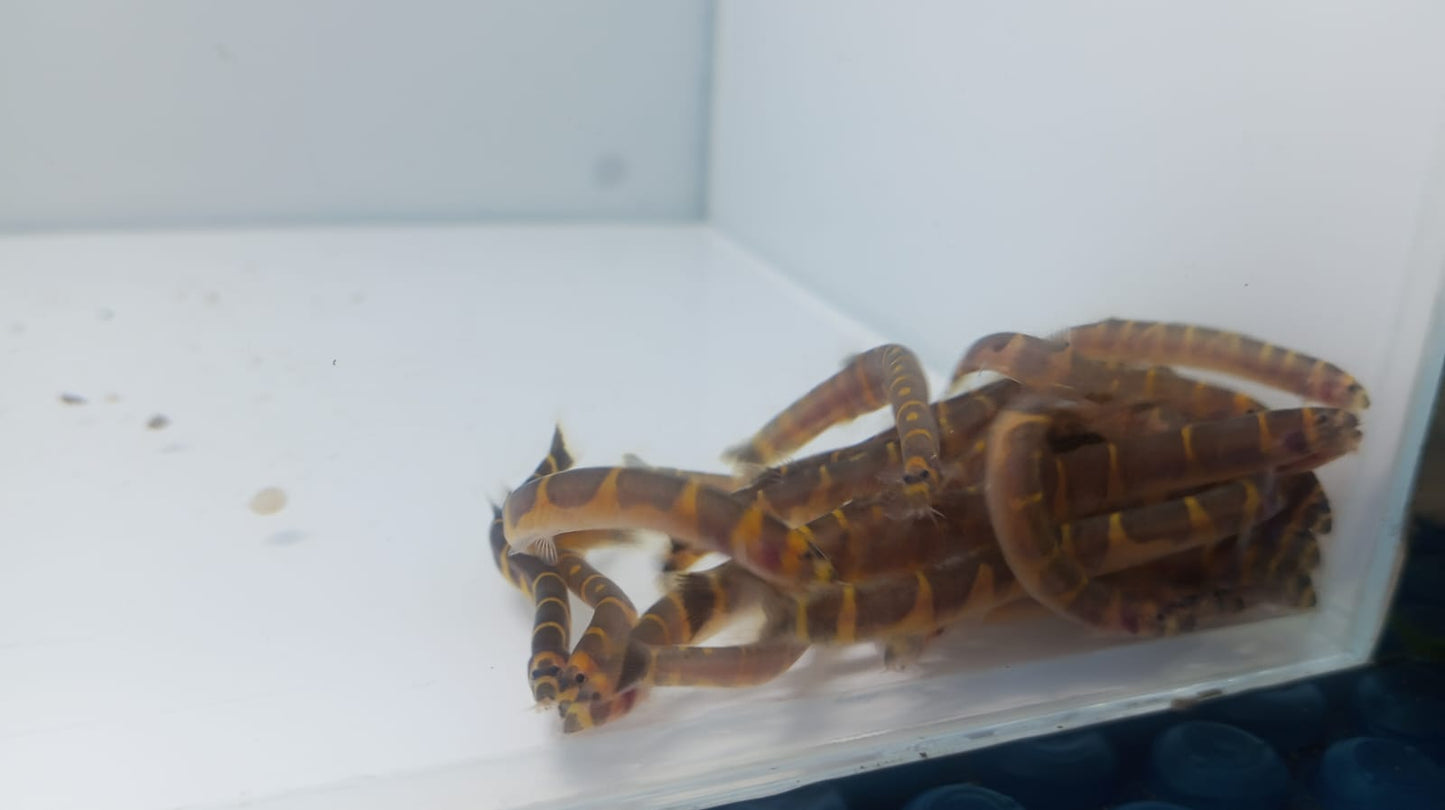 Loach-Striped Kuhli