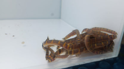 Loach-Striped Kuhli