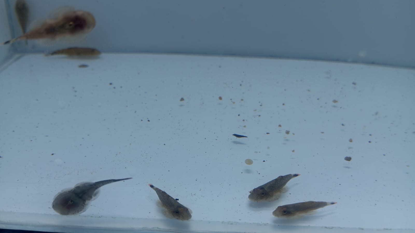Loach-Borneo