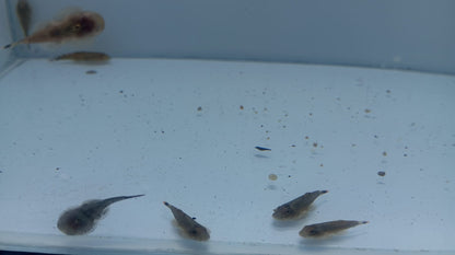 Loach-Borneo