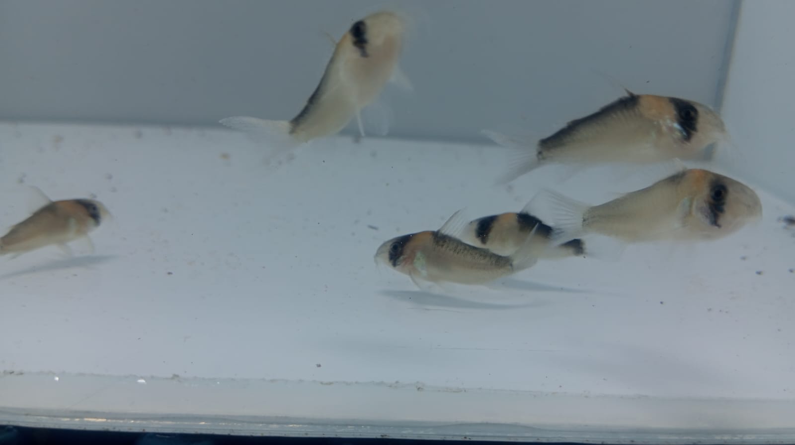 Corydoras-Adolfoi