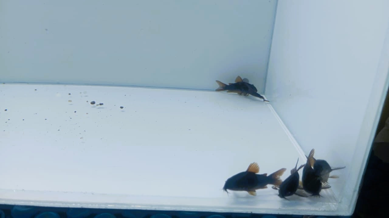 Corydoras-Venezuelan Black