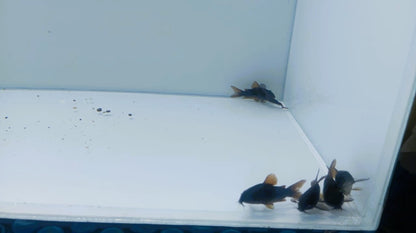 Corydoras-Venezuelan Black