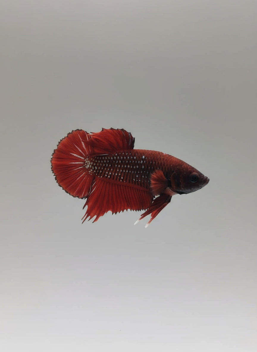 Betta-Plakat 2