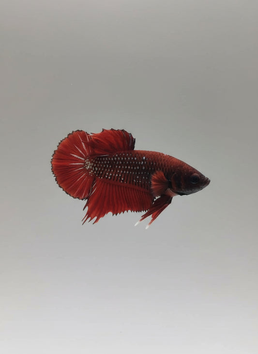 Betta-Plakat 2