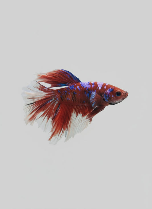 Betta-Candy Halfmoon 2