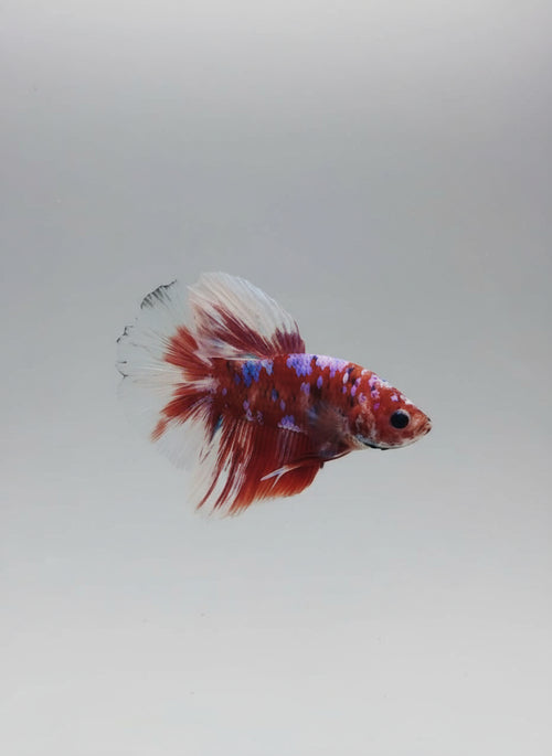 Betta-Candy Halfmoon 1