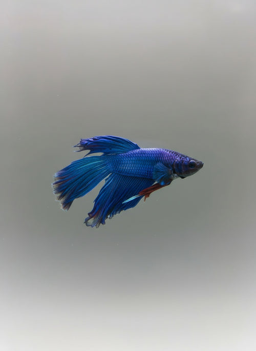 Betta-Veiltail 2