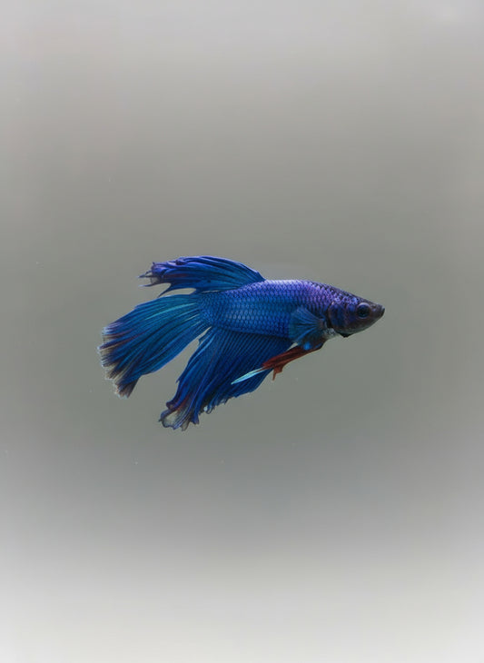 Betta-Veiltail 2