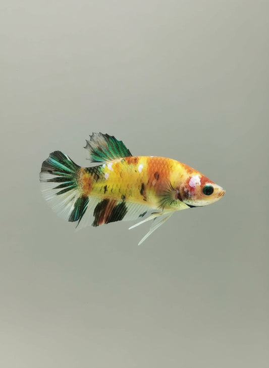 Betta-GMO Female 2