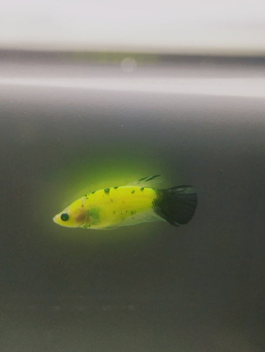 Betta-GMO Female 1