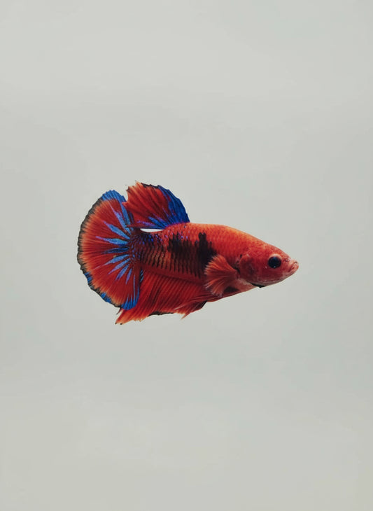 Betta-Hellboy Plakat