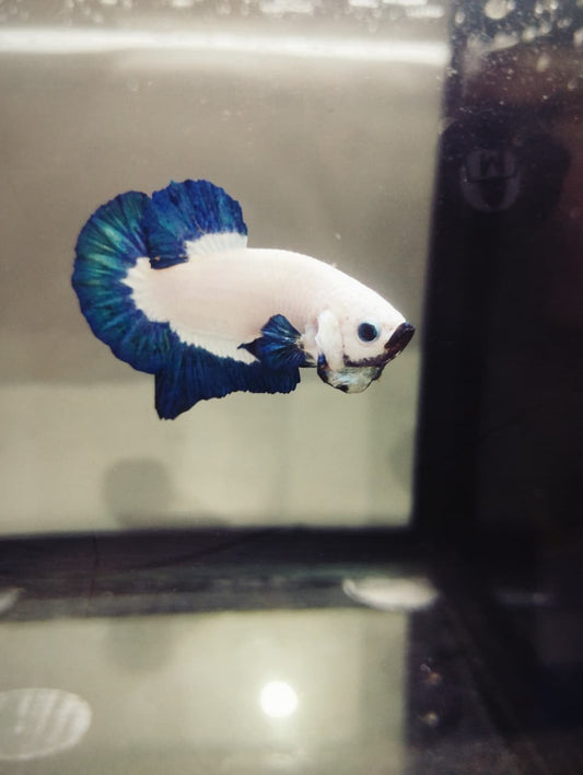 Betta-Bluerim Plakat