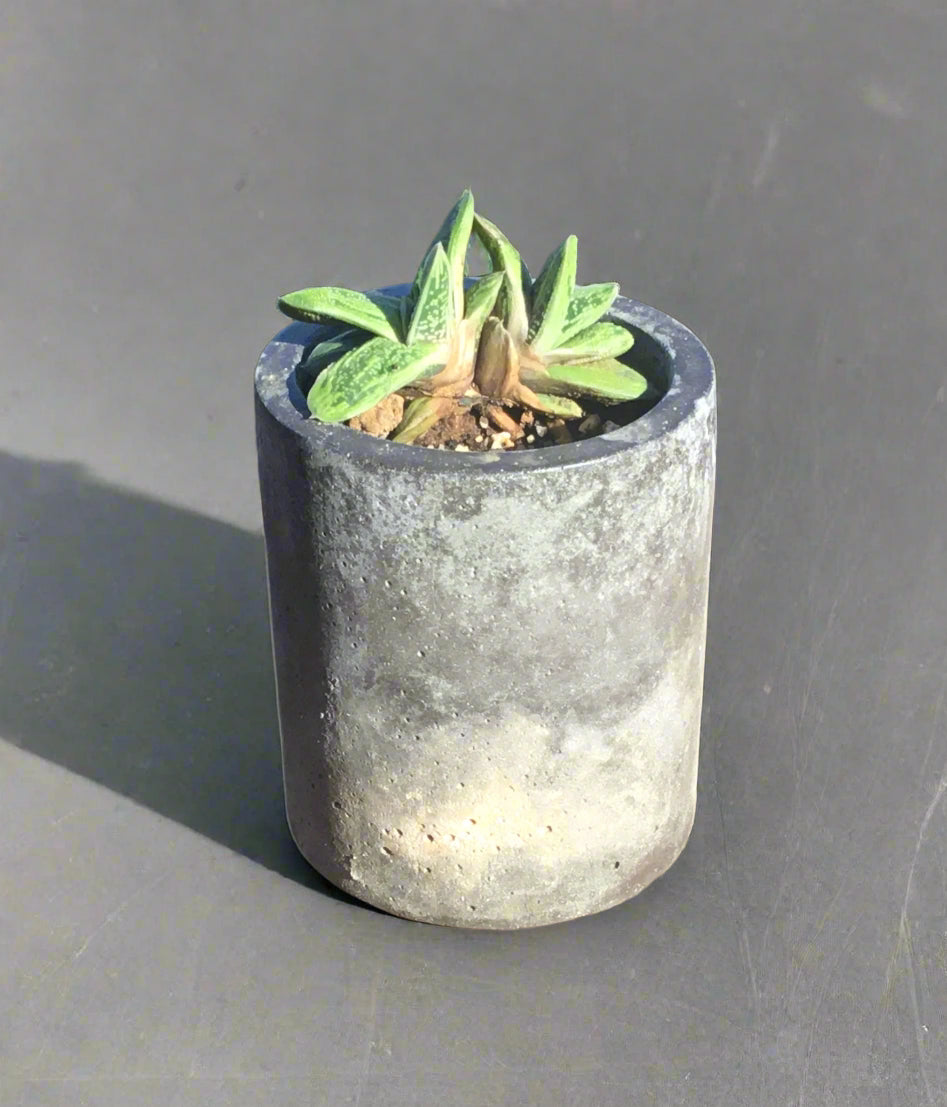 Concrete pots / planters - Medium M7