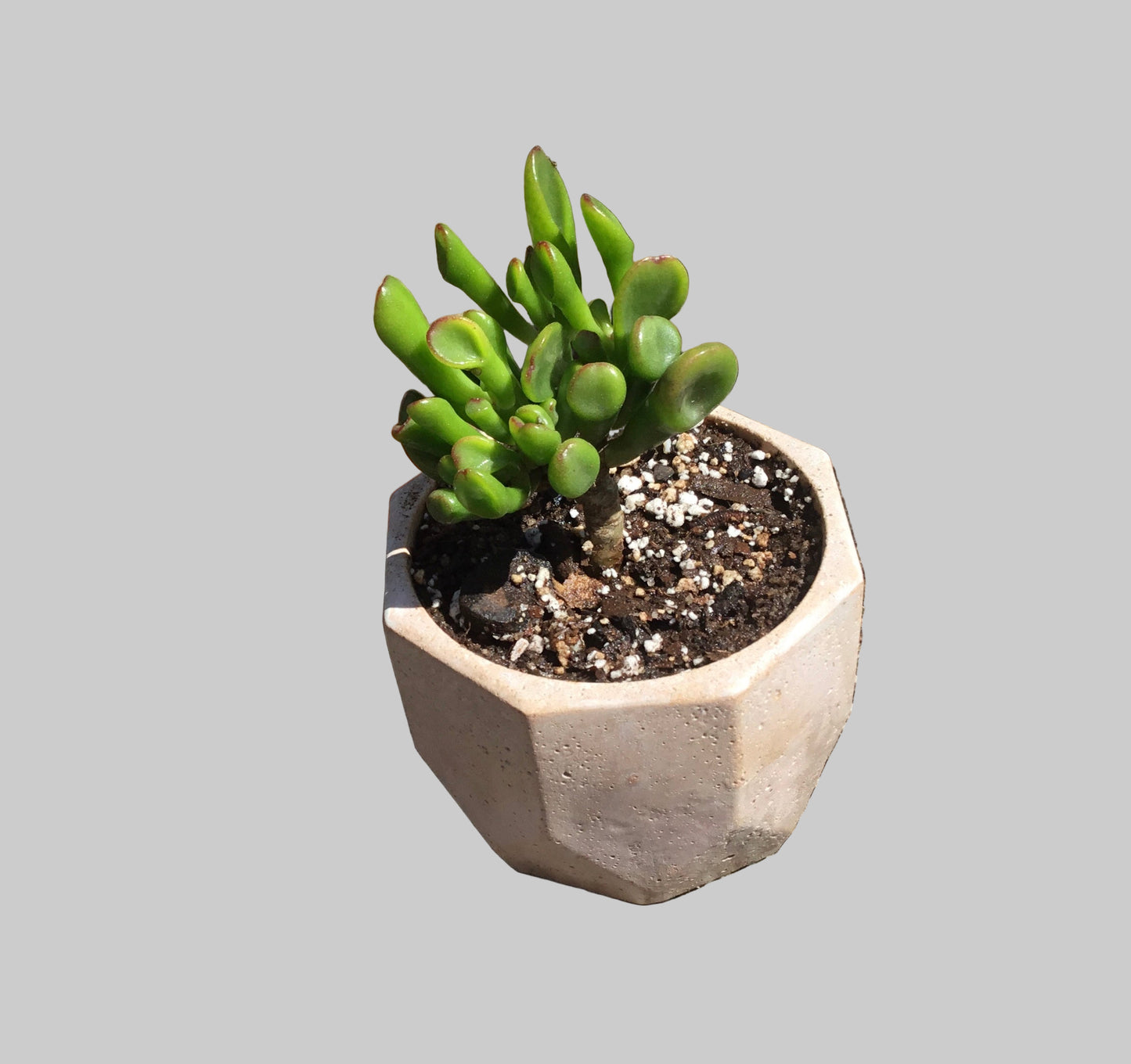 Concrete pots / planters - M9
