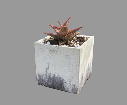 Concrete pots - Large L24