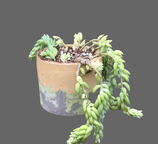 Concrete pots - Large L2